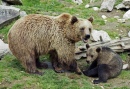 Brown Bear in Ähtäri Zoo, Finland