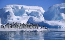 Adelie Penguins Diving