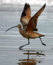 Long-billed Curlew