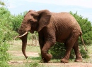 African Elephant Walking