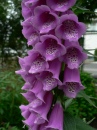 Foxglove