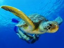 Green Turtle, Tenerife, Canary Islands