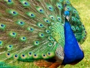 Peacock in Toronto Zoo