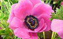 Pink Anemone Coronaria