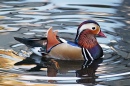 Mandarin Duck, Zoo Karlsruhe, Germany