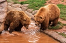 Bears in the Oklahoma City Zoo