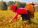 Pa-Oh Woman Harvesting Chillies, Myanmar