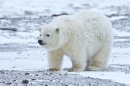 Polar Bear Cub