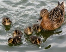 Ducklings and Mum