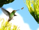 Hummingbird