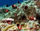 Anemonefish Colony