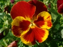 Shiny Pansy