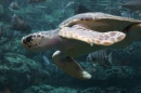 Sea Turtle