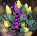 Tulips for Easter