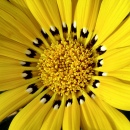 Gazania