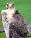 Falcon - London Bridge, London, England