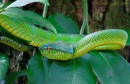 Waglers Pit Viper