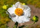 Matilija Poppy, Descanso Gardens, LA