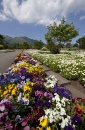 Kujuu-Hana-Kouen Park, Japan