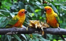 Jurong Bird Park