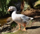 Goose Close-Up