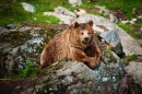 Brown Bear