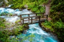 Magical Forest in Rostuse, Macedonia