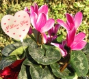 Cyclamen