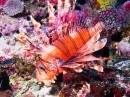 Lionfish, Taveuni Island, Fiji