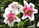 Lilies