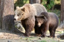 Brown Bears