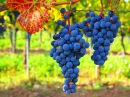 Blue Grapes, Bad Vöslau, Lower Austria