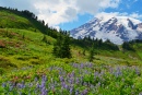 Mt. Rainier National Park