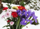 Flowers in Snow