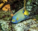 Columbia Deep - Queen Angelfish