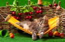 Kitten on the Hammock