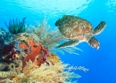 Sea Turtle