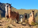 Llamas at the Pasochoa Volcano, Ecuador