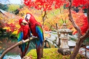 Blue and Gold Macaws