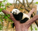 Giant Panda Baby