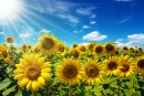 Sunflower Field