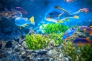 Colorful Aquarium