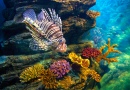 Juvenile Lionfish