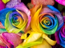 Rainbow Rose