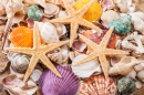 Seashells and Starfish