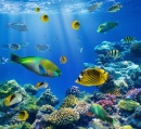 Tropical Fish On A Coral Reef