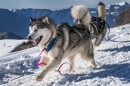 Alaskan Malamute