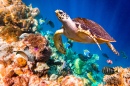 Hawksbill Turtle, Maldives