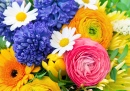 Ranunculus, Hyacinth, Daisy and Gerber