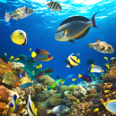 Tropical Fish on a Coral Reef